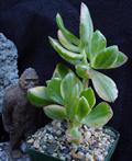 crassula ovata,friendship tree,lucky plant,money tree